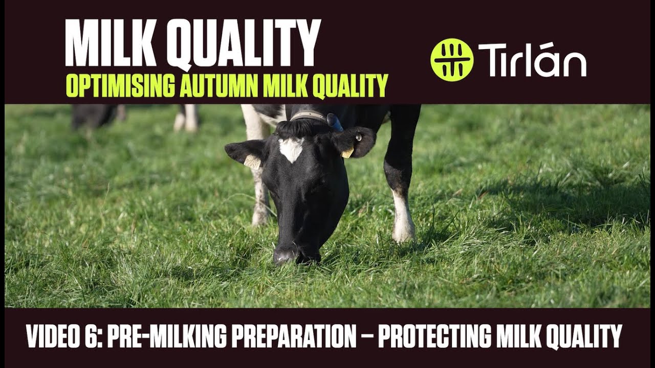Autumn Milk Quality - Video 6 Pre Milking Preparation