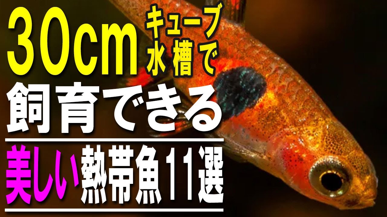 狭くても映える！小さな水槽で飼える熱帯魚11選【飼育ポイント解説 アクアリウム】