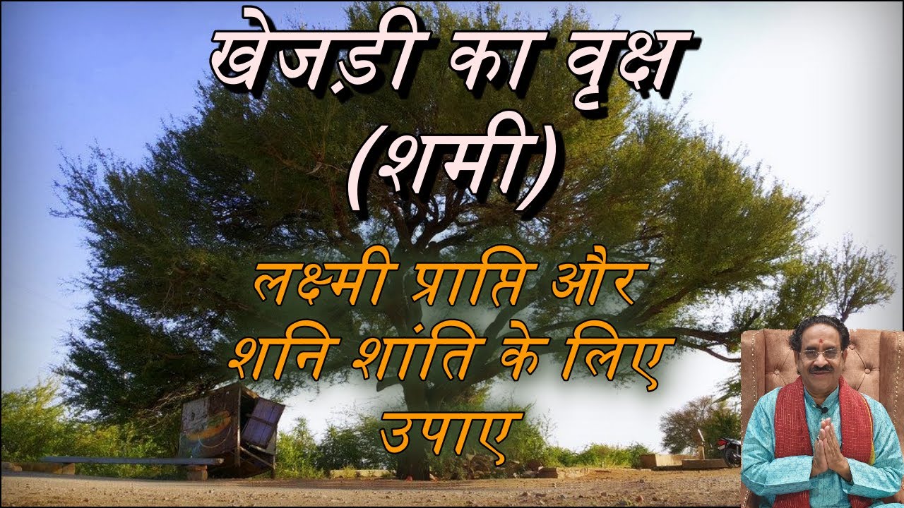 खेजड़ी का वृक्ष (शमी) Jand Tree का लक्ष्मी प्राप्ति और शनि शांति के लिए उपाए।