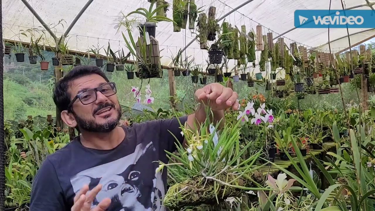 Gênero Brassavola, o mito das Orquídeas terrestres 🌿