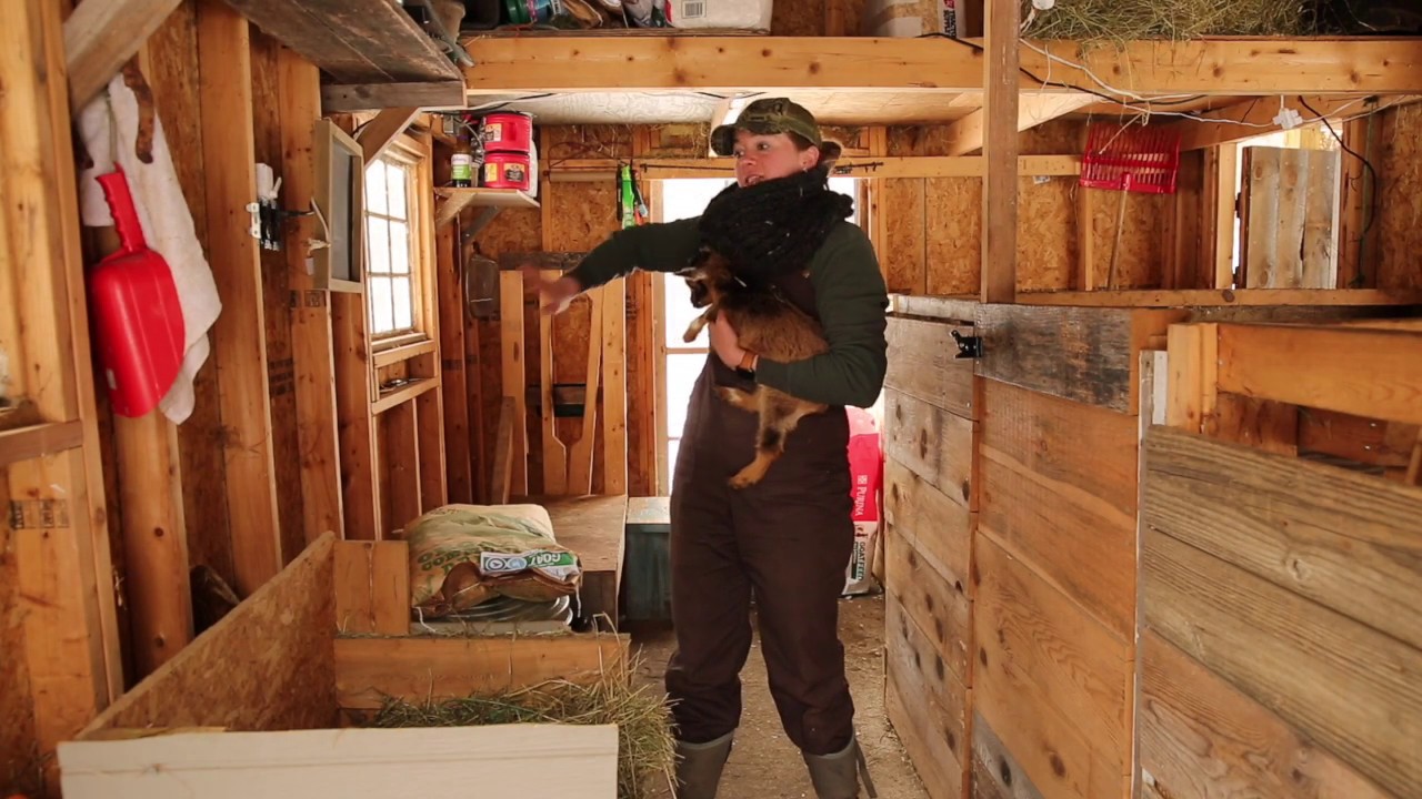 Goat Mini Barn UPDATED Tour