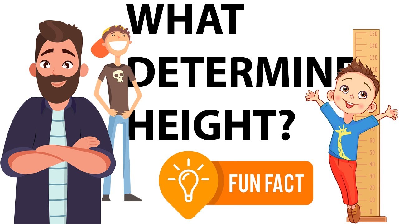 Exploring Height: What Determines It and Fun Facts