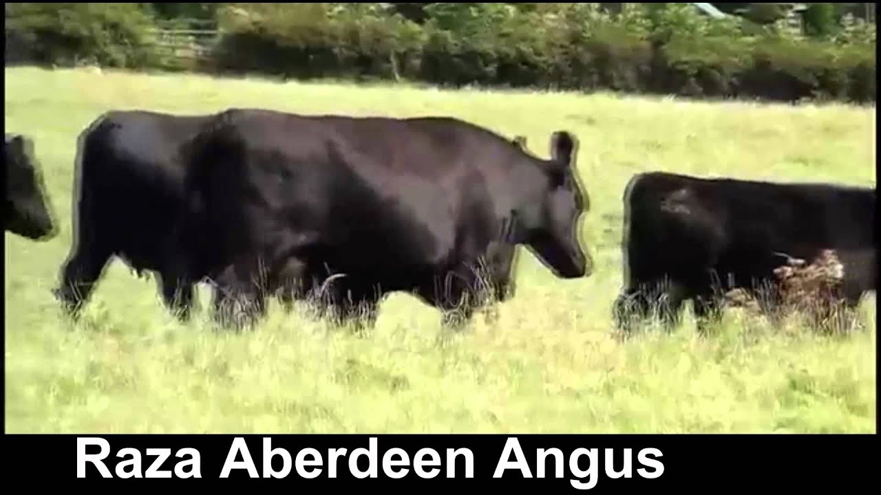 Raza Aberdeen Angus