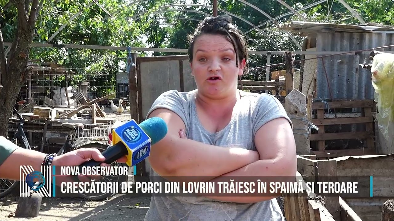CRESCĂTORII DE PORCI DIN LOVRIN TRĂIESC ÎN SPAIMĂ ȘI TEROARE
