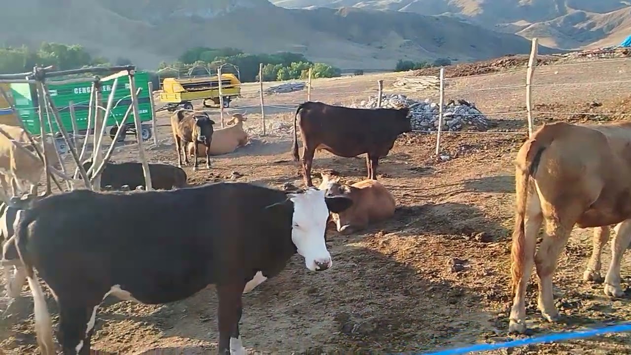 Limuzin Boğa İle Melezleme de inek ırk seçimi 👨‍🌾