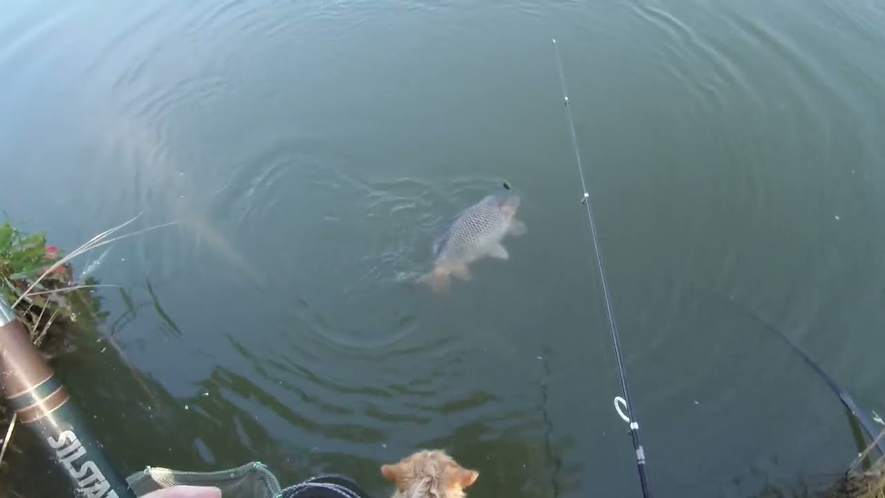 Hatalmas ponty büdös kukoricával ,szép fárasztás ,carp fishing