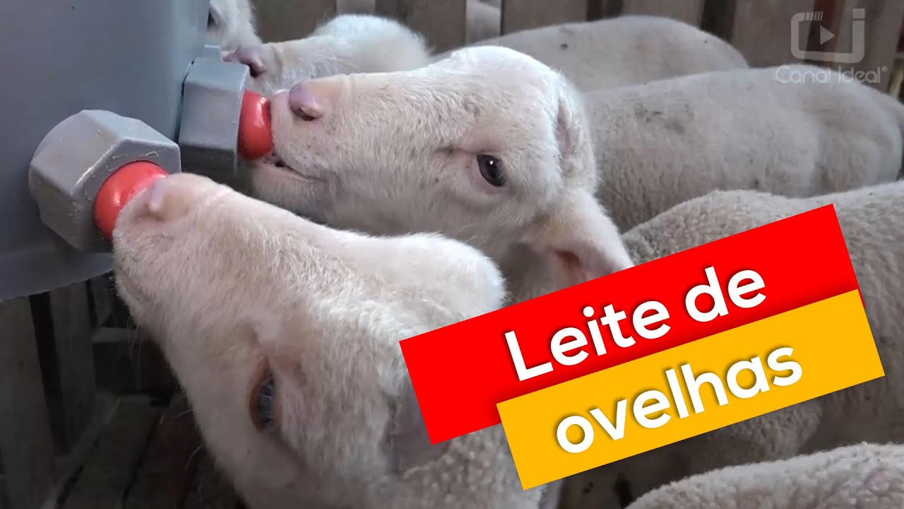 Produtor de Lajeado Grande se destaca na produção de leite de ovelhas e derivados