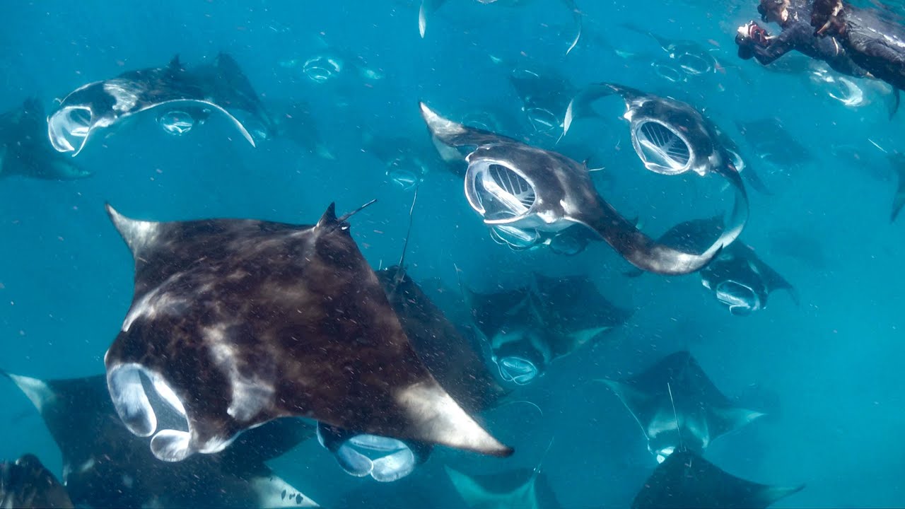 Hanifaru Bay Manta Madness Maldives