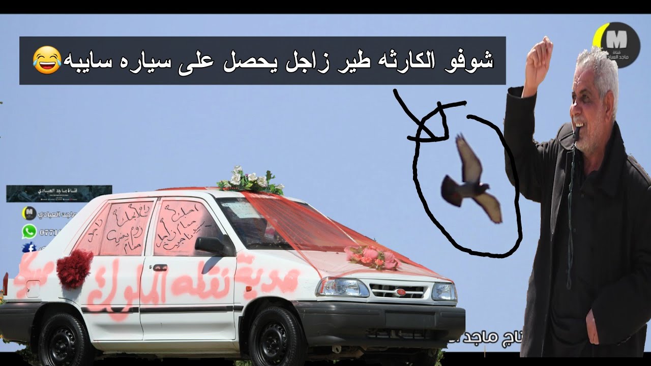 شوفو طير زاجل اقوه طير بلعراق رجع من اربيل لبصره/بادارة نقطة الملوك/اقوه زواجل في العراق بدون منازع