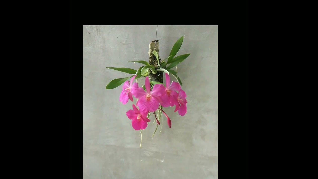 Broughtonia sanguinea