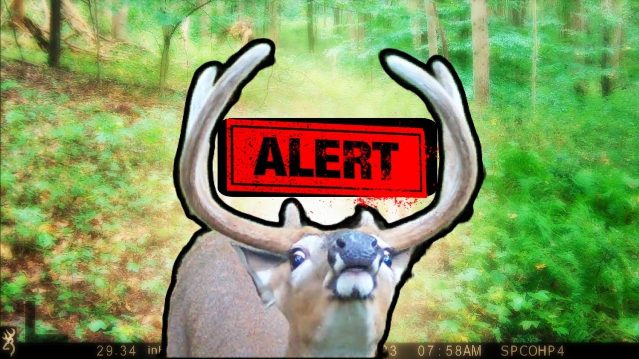 Do Trail Cameras Spook Deer Hunting Experiment