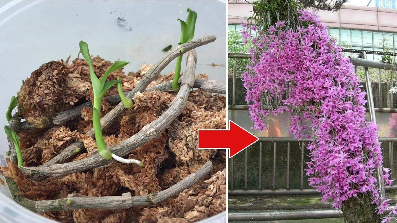 How to propagate Dendrobium anosmum from cuttings in 3 steps