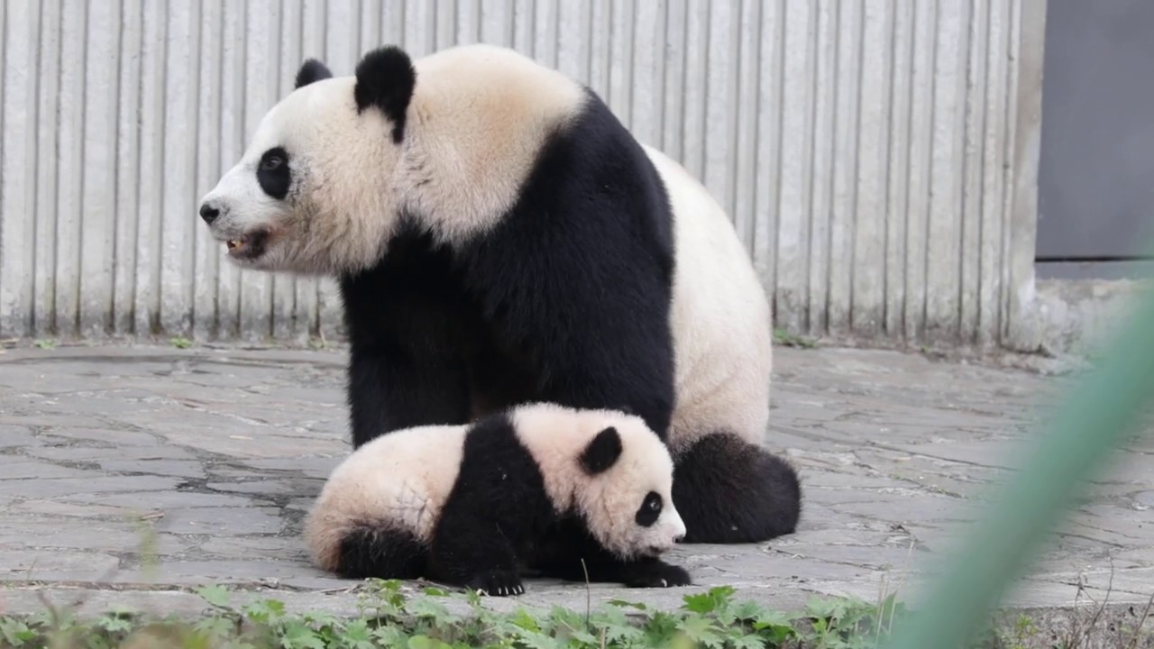 Lin Ping and her Twin , Wolong Giant Panda Nature Reserve, China