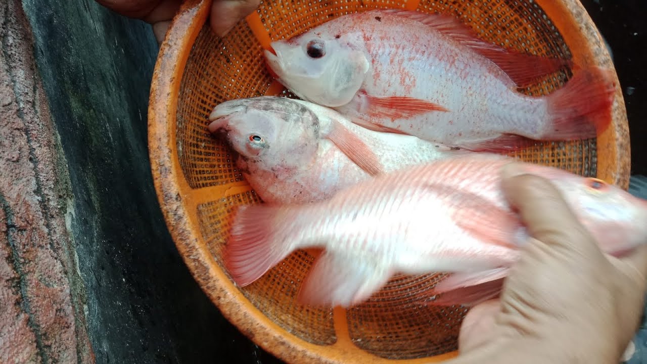 “Tak Disangka! Saat Bersihkan Kolam, Muncul Anak Ikan Baru Netas & Telur Nila di Dasar Kolam”
