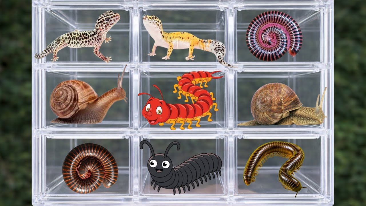 catch millipedes and put them in the box one by one 