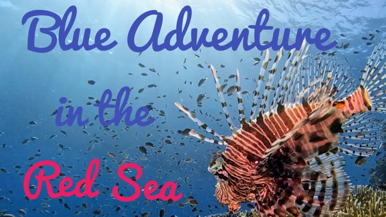 Blue Adventure in the Red Sea. The Brothers/ Daedalus/Elphinstone. Salem Express.