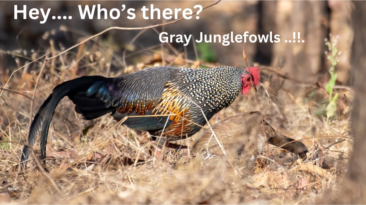 Hey! Who's there? Grey Junglefowl...!!
