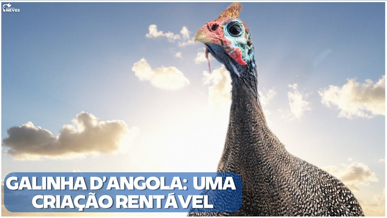 Como iniciar seu criatório de GALINHA D'ANGOLA e ganhar DINHEIRO no seu QUINTAL.