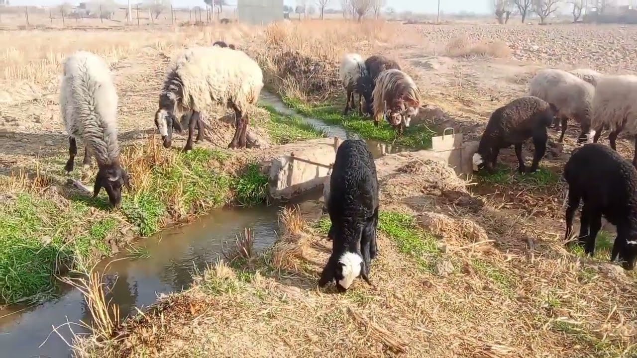 تا عید کل جوب آب ها همه میشه پره علف گوسفند ها حال میکنن. بخورند 🤣😉