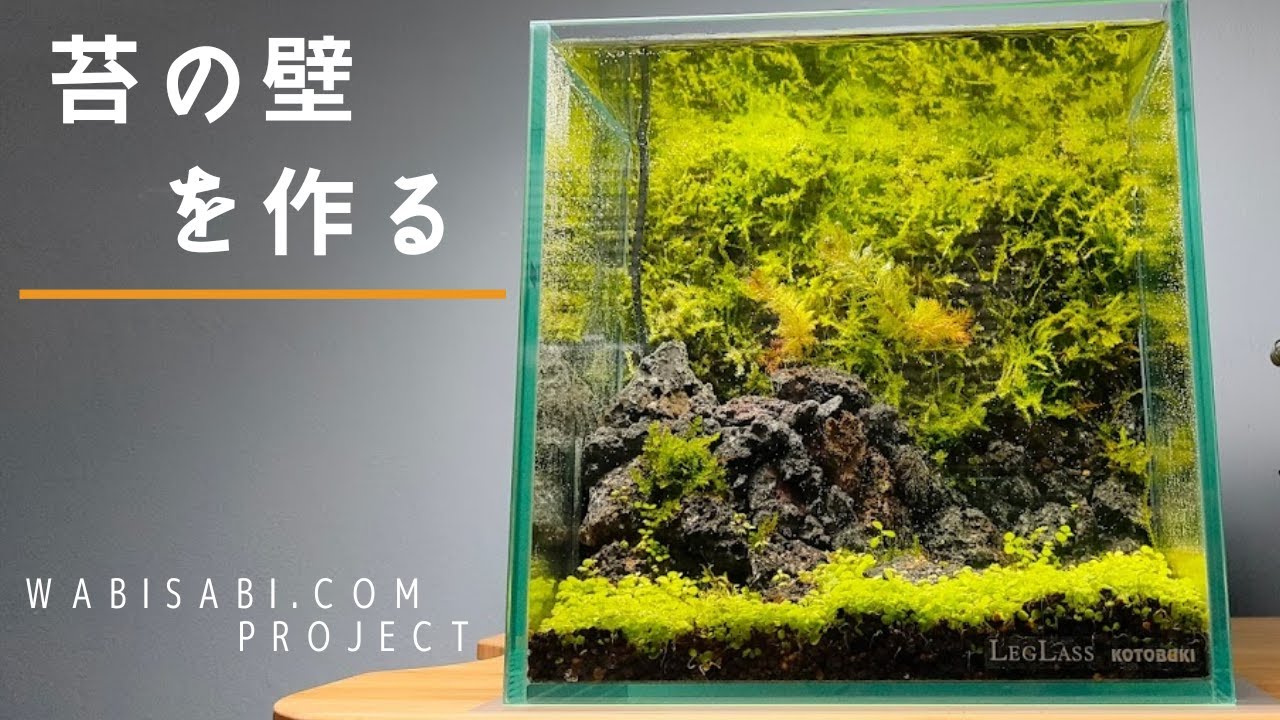 【アクアテラリウムの作り方】苔と水草のおしゃれな水槽を作る