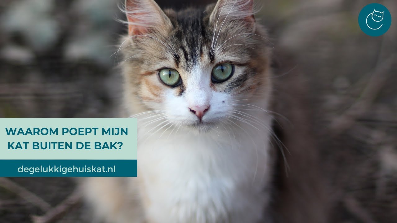 WAAROM POEPEN KATTEN SOMS BUITEN DE KATTENBAK? - De gelukkige huiskat | Kattengedrag