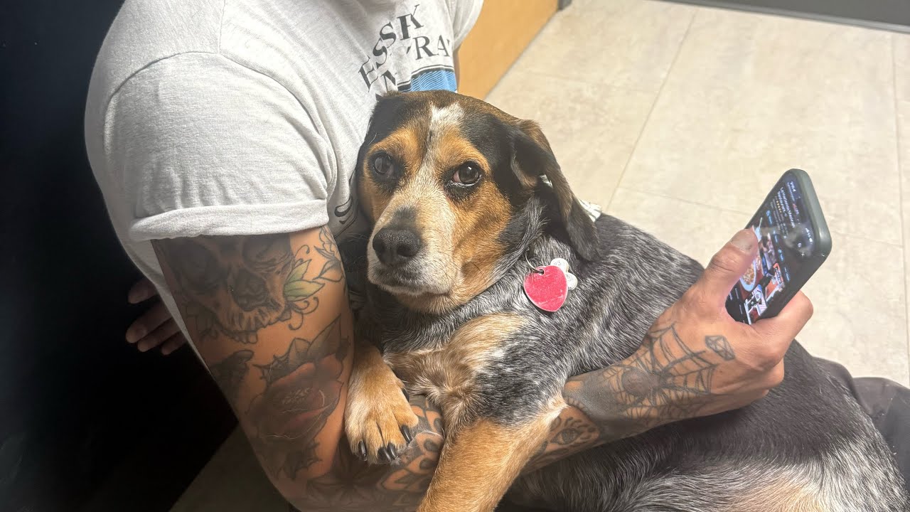 VLOG My Dog Had the Worst Week Ever and I Was Spiraling