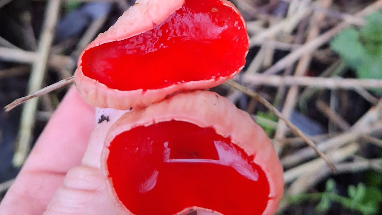 Пробую гриб Саркосцифа красная