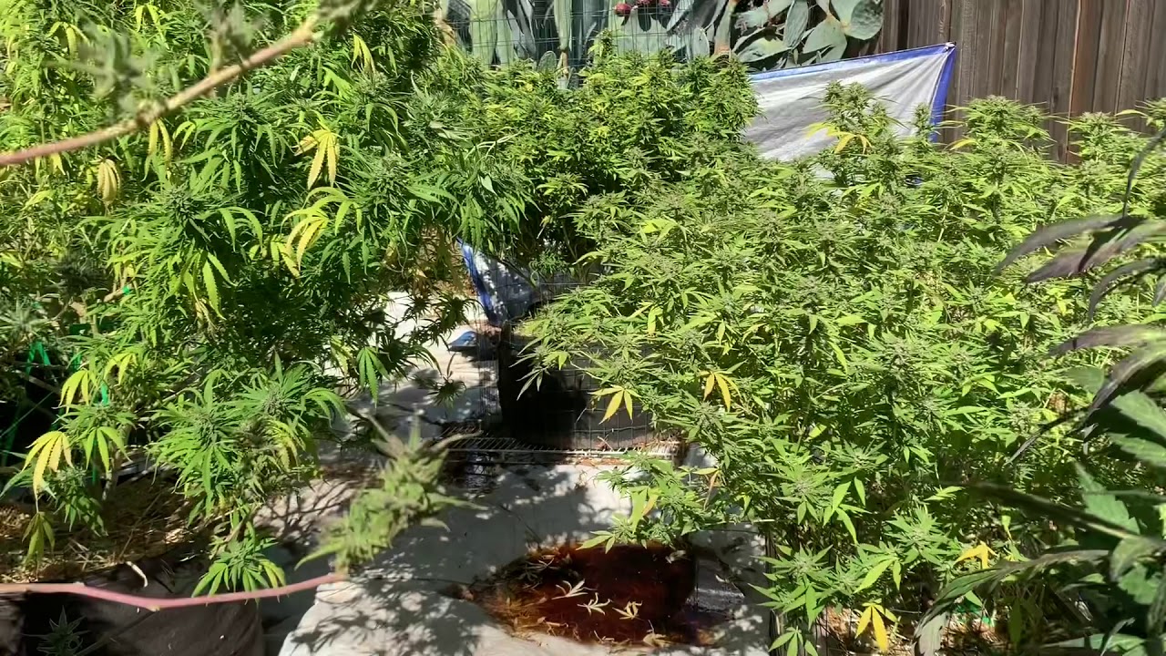2019 Outdoor Grow 💯 #WEED 🤪