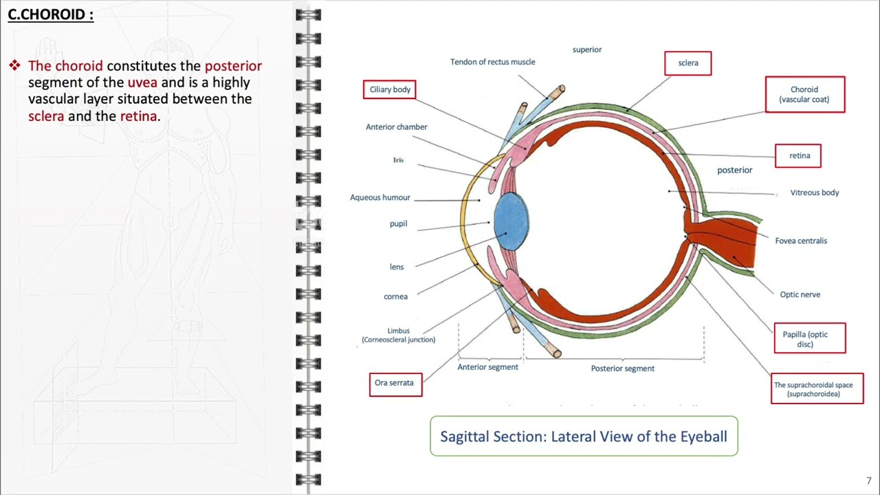 Anatomy of the uvea