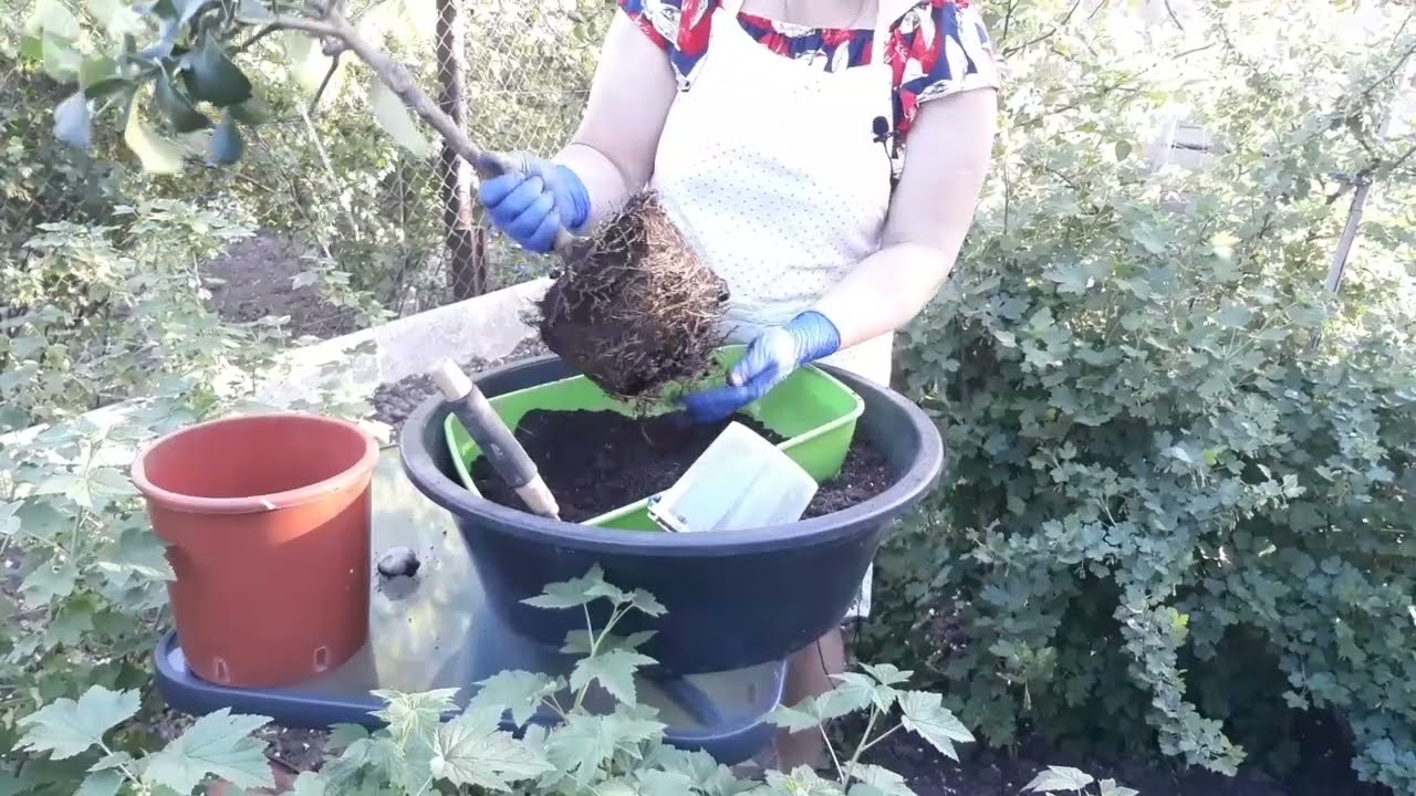Пересадка цитрусов. Часть 2