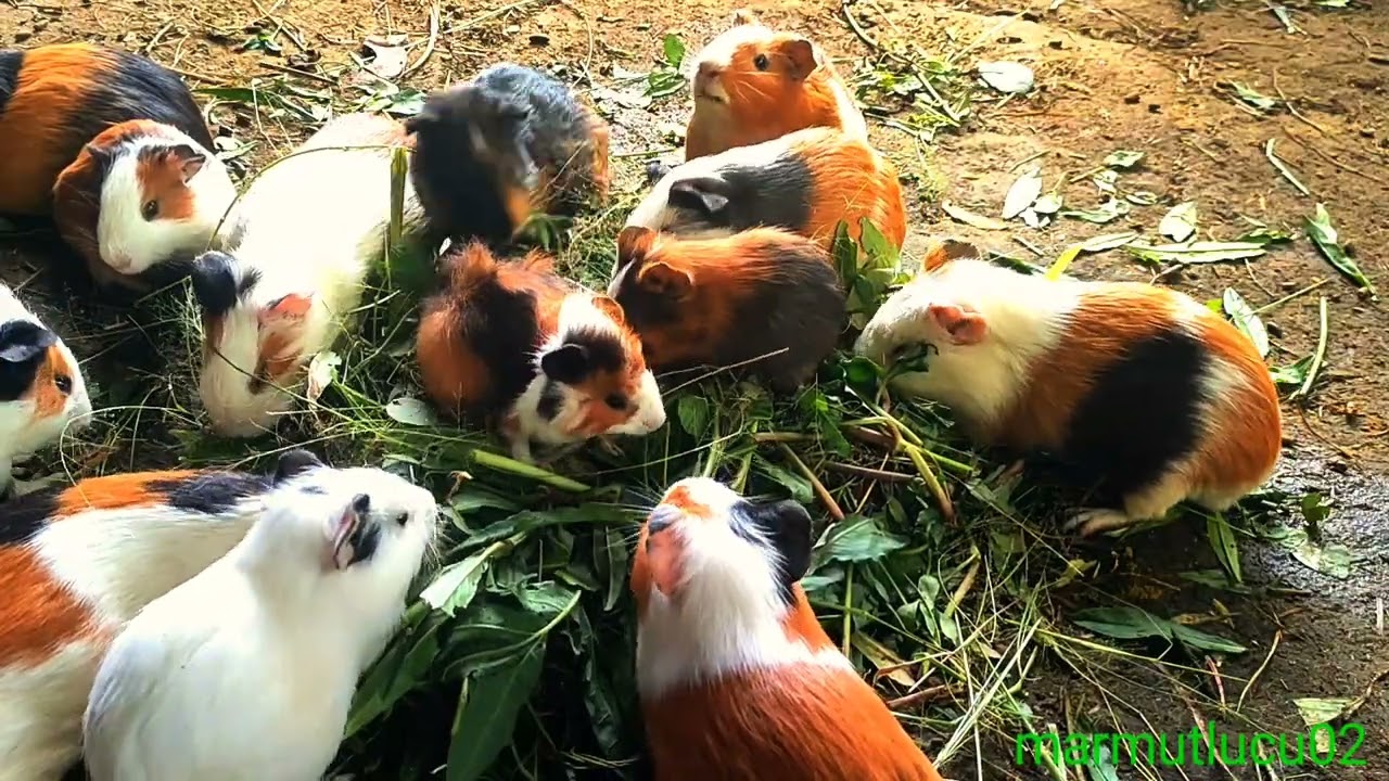 asmr|kemriyuh..! marmut lucu mukbang rumput hijau kres kres 