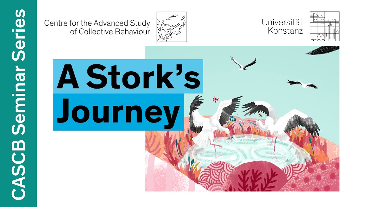 In Graphic Detail: revealing the secret flight of storks | Events