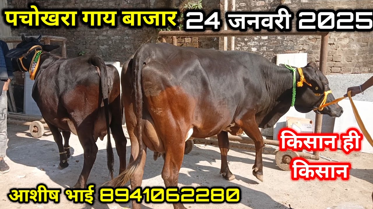 🚩 पचोखरा गाय बाजार l 24 जनवरी 2025 ll pachokhara gay mandi में देशी नस्ल की बहुत सस्ते में गाय खरीदे