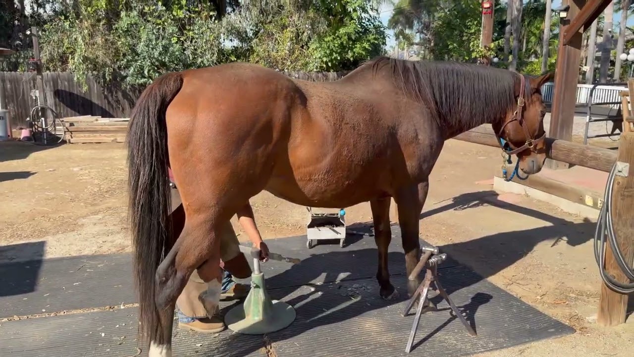 [4K] Sundance Gets His Hooves Trimmed And Gets New Shoes!