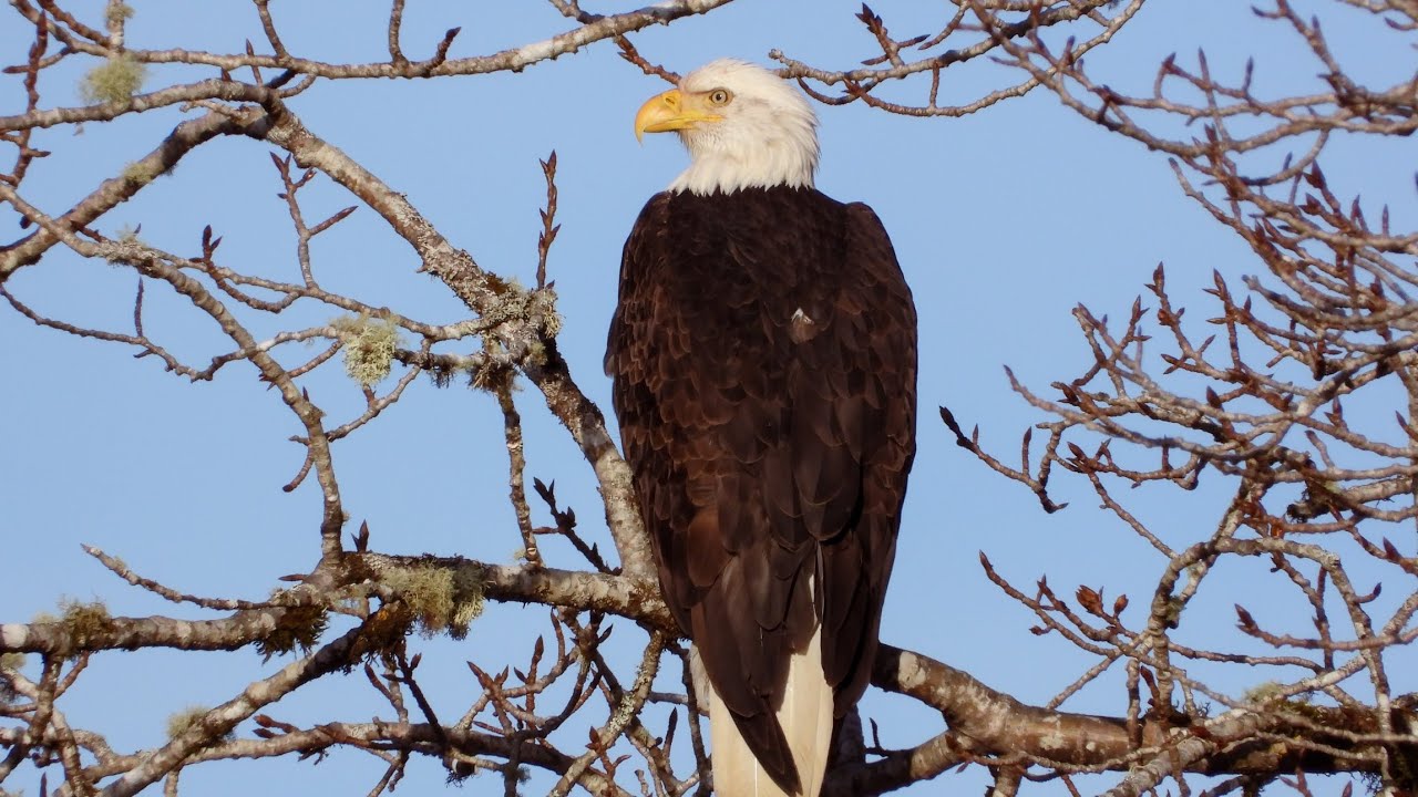 Beautiful Eagle in Oregon 01/20/2026