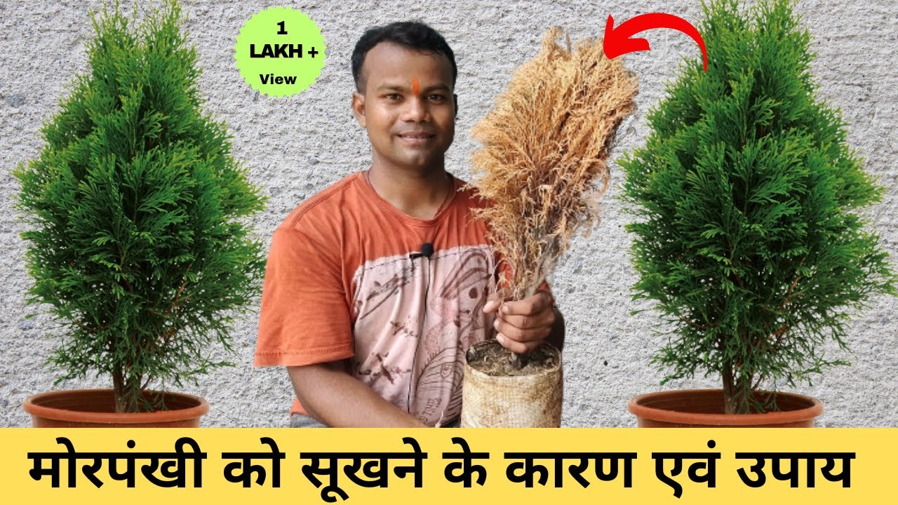 इन्ही गलतियों से मरता है आपका मोरपंखी का पौधा | मोरपंखी का पौधा क्यों सूखता है |  कारण एवं उपाय |