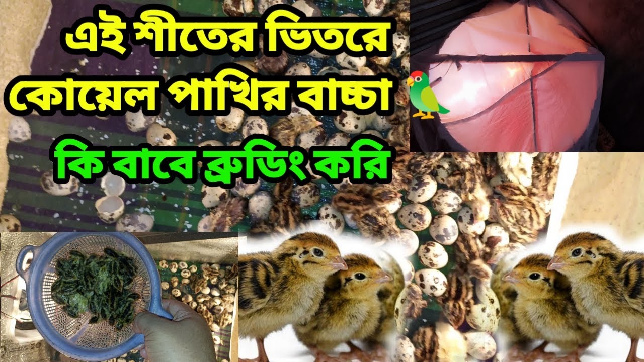 এই শীতের ভিতরে কোয়েল পাখির বাচ্চা। কি বাবে ব্রুডিং করি। #birds #pets #farm