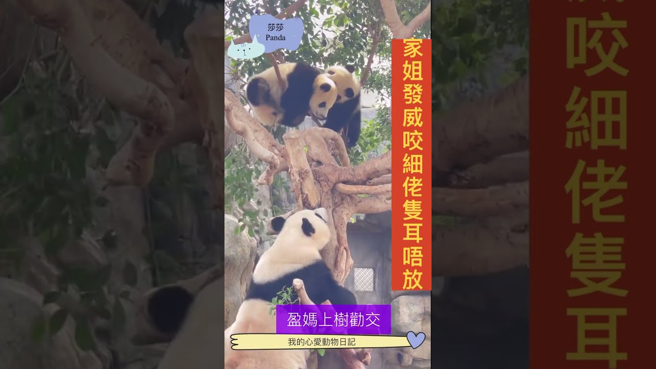 【大熊貓🐼之旅】家姐細佬龍虎武鬥爭霸戰，盈盈上樹拯救￼細佬不遂，要由奶媽奶爸救援隊出動，兩個寶寶安然無恙🐼🐻🐼🐻🐼💕💕💕💕💕￼￼￼￼