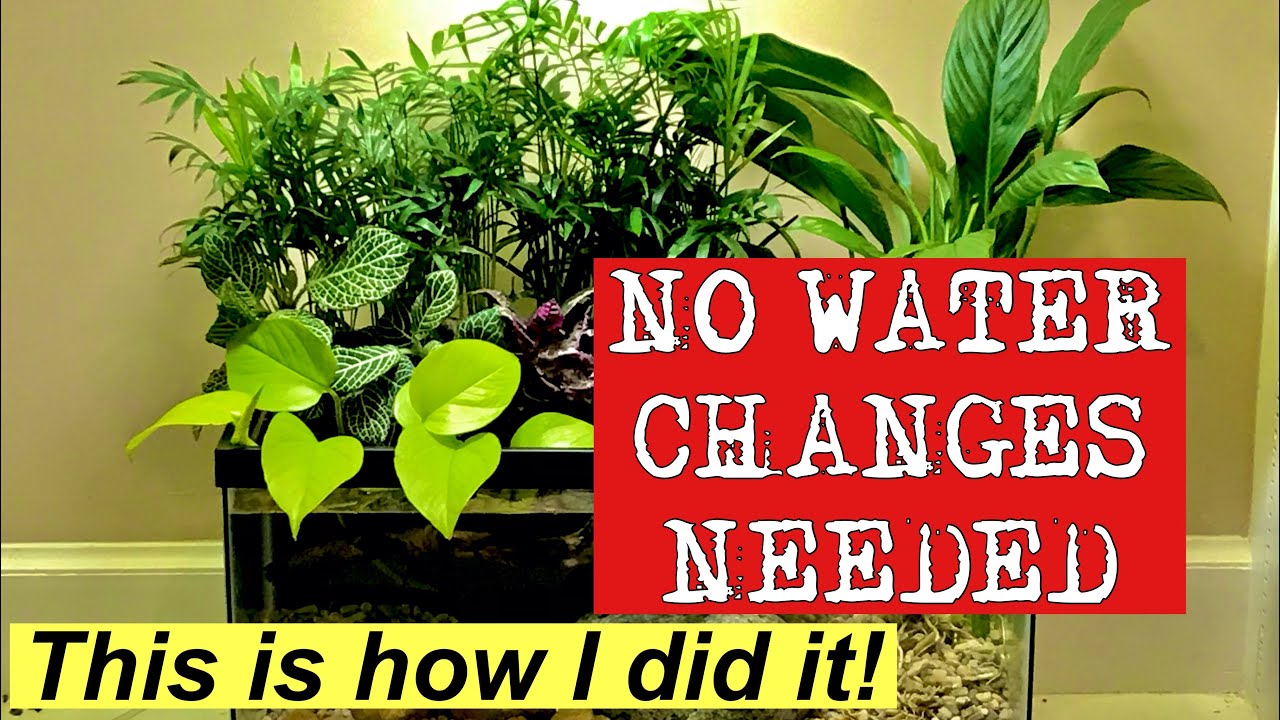 ❌No WATER CHANGES ❌ and this is how I did it!