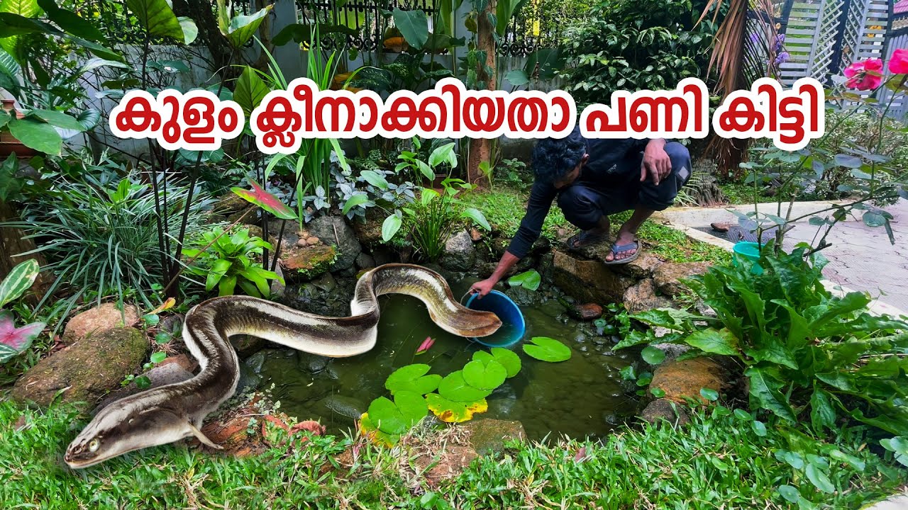 കുളം ക്ലീനാക്കാൻ നോക്കിയതാ പണി കിട്ടി