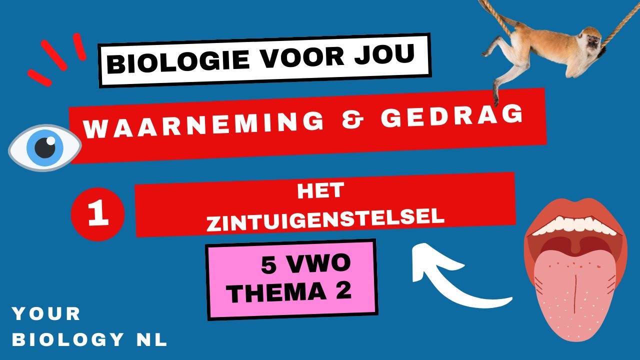 5 vwo | Waarneming & Gedrag | 1 | Het zintuigstelsel