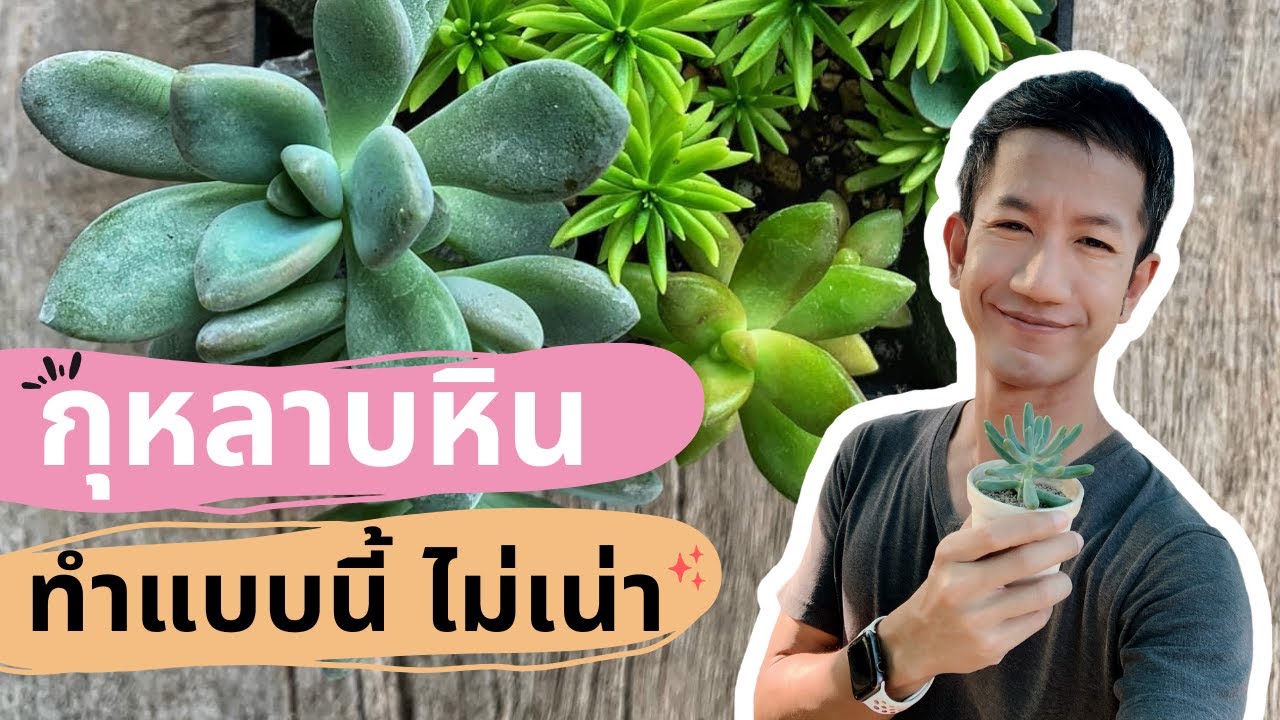 การชำกุหลาบหิน | ขั้นตอนง่ายๆ สำหรับมือใหม่