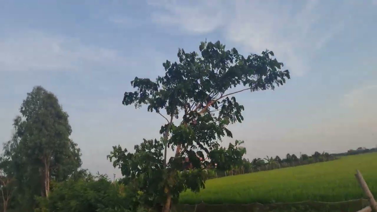 Buổi chiều trên cánh đồng quê