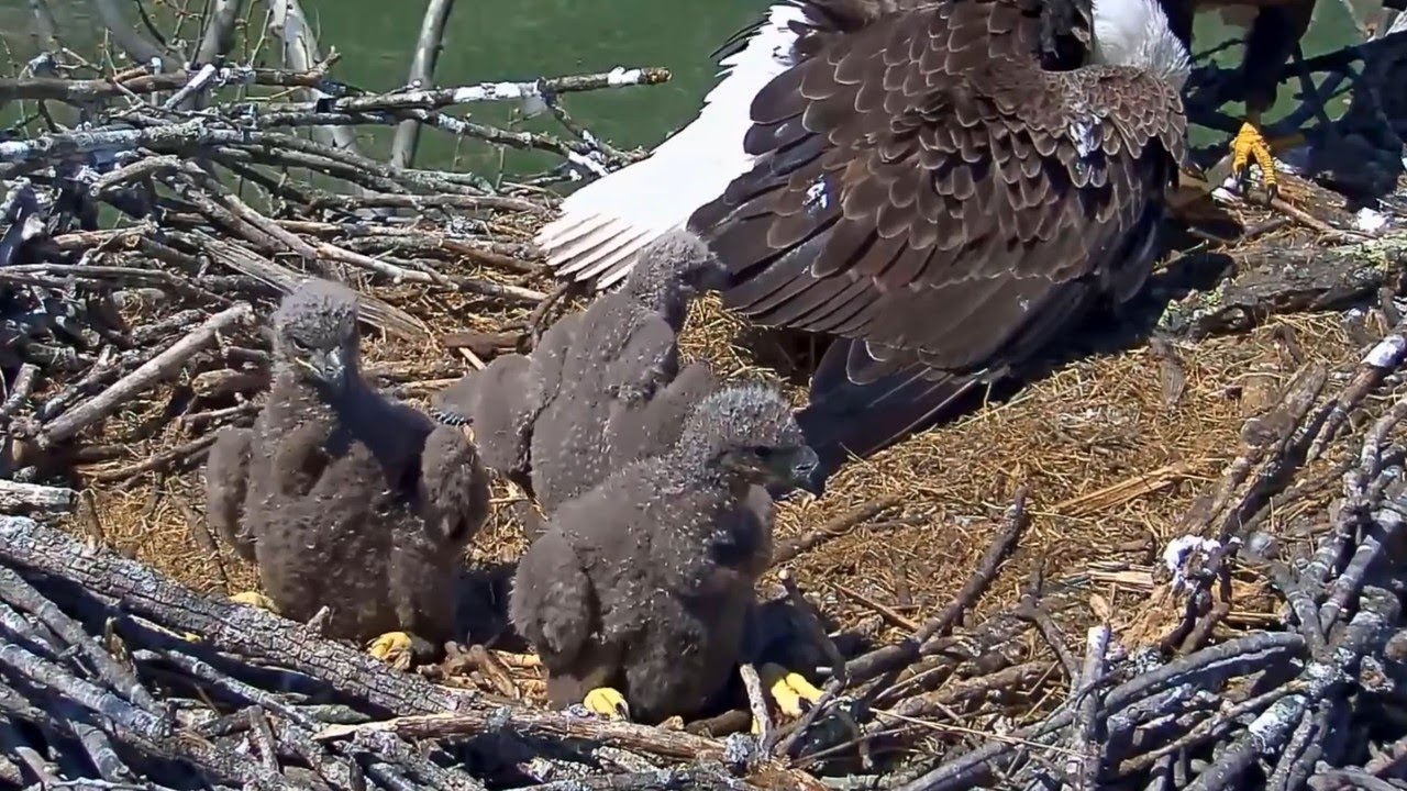 #baldeagle SE3#102 Review birds life in their nest #birdsnest #birdsounds #birdslovers