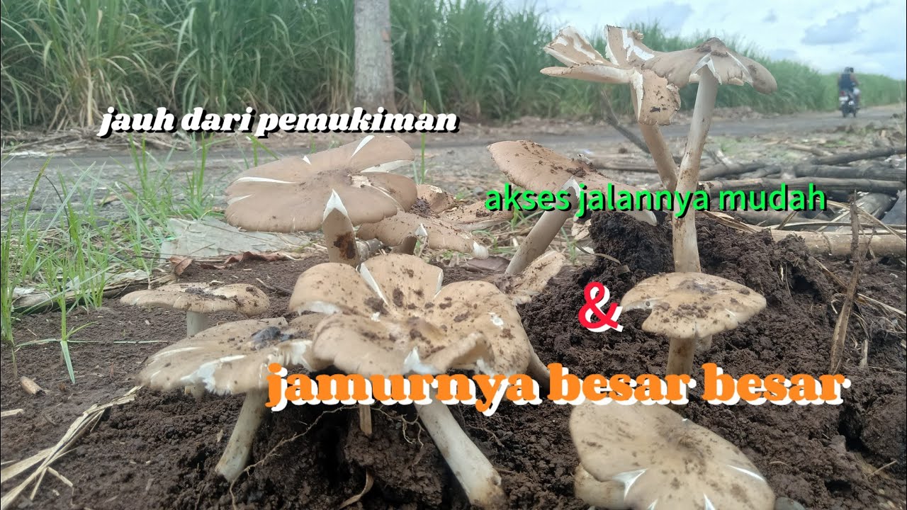 TERLALU MUDAH MENEMUKAN JAMUR DI SEPANJANG JALUR INI