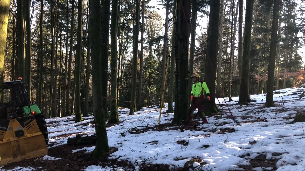 Morsche Buche fällen mit KÖNIGSBRONNER Anschlagtechnik und HUSQVARNA 550 Mark2
