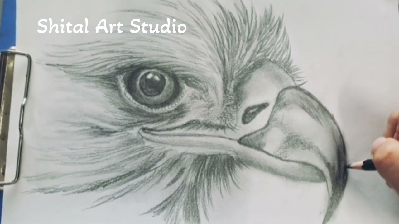 Eagle shading  step by step tutorial 