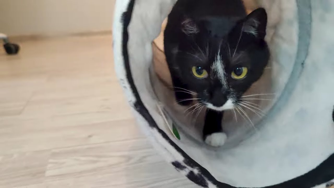 Tuxedo Cat Star And Her Crazy Personality!