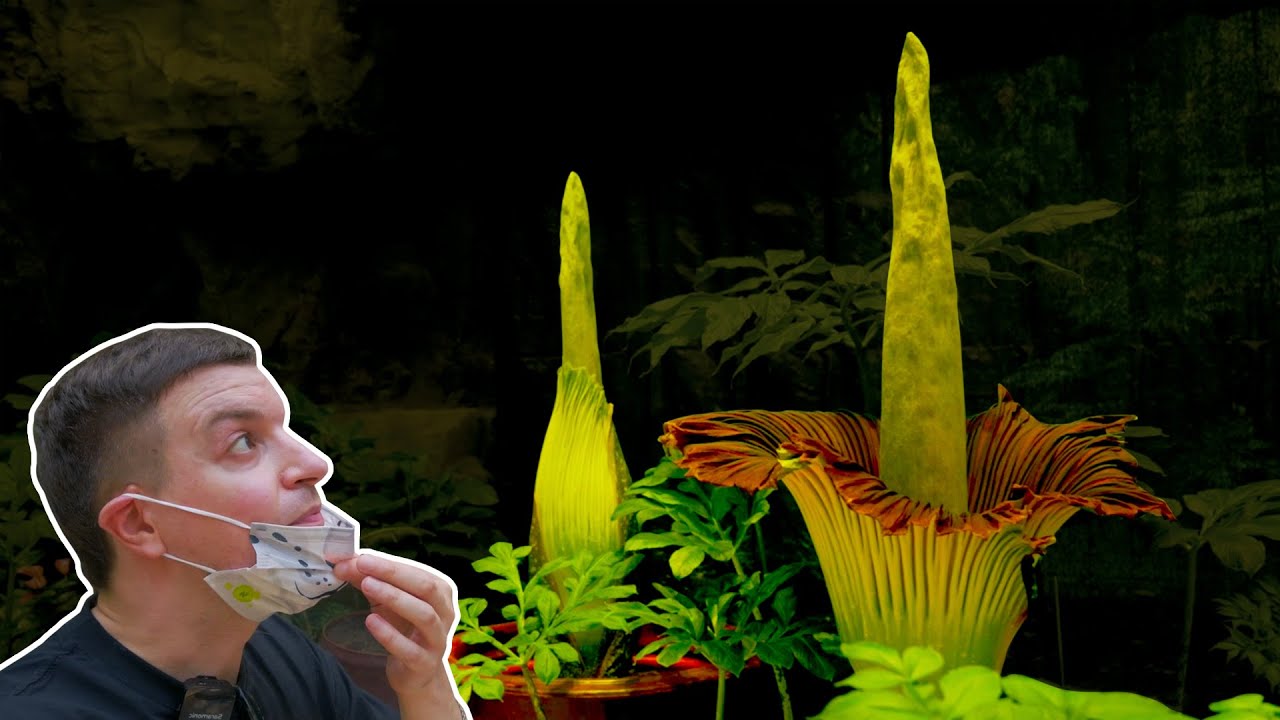 Corpse Flower Blooms in Beijing (TIMELAPSE - Stunning!)