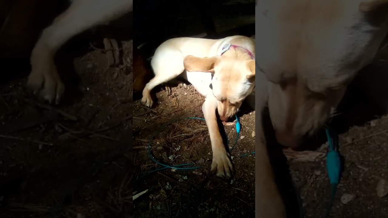 ANT!!! #dog #ant #camping
